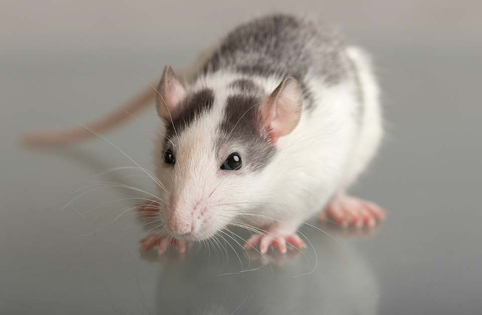 Nuisibles, AM Débouchage à Marseille